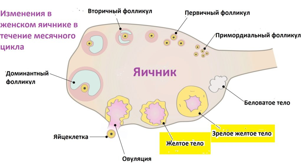 что такое желтое тело в гинекологии / что такое жёлтое тело в гинекологии